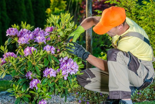 Operative trimming a formal hedge in an urban garden